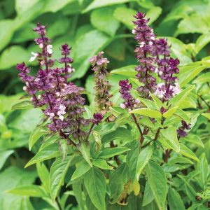 Persian Basil